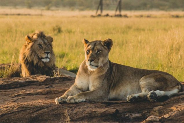 3-Day Mikumi Adventure from Zanzibar with Maasai Visit