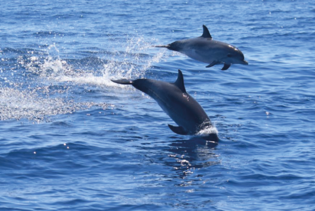 Mnemba Island Snorkeling with Dolphins swimming
