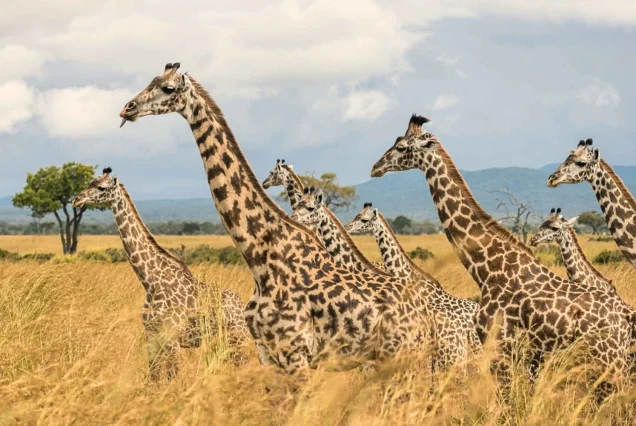 2-Day Mikumi Wildlife Safari by Flight from Zanzibar