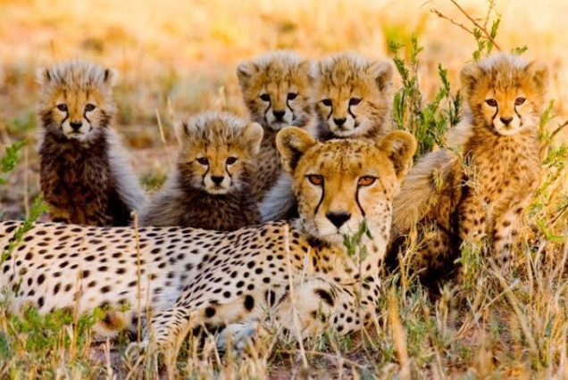 1-Day Private Fly-in, Fly-out from Zanzibar to Mikumi NP