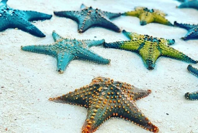 Starfish Beach, Blue Lagoon & The Rock Restaurant Tour